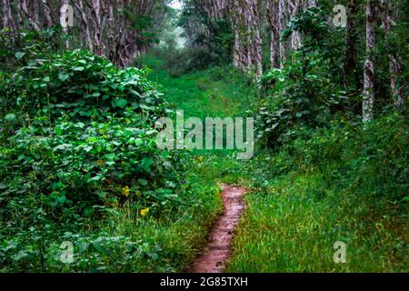 Der Weg zur Plantage, der nur von zweirädrigen Fahrzeugen befahren werden kann Stockfoto