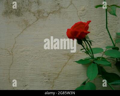 Rote asiatische schöne Rose präsentiert auf verschwommenem weißen Wand Hintergrund. Stockfoto