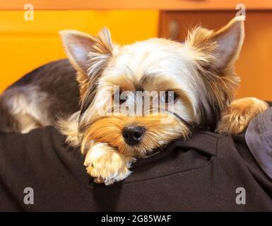 Ein kleiner Yorkshire Terrier Hund liegt auf dem Schoß seines Besitzers und schaut traurig direkt in die Kamera. Ein Haustier im Innenraum auf gelbem Hintergrund. Langeweile, s Stockfoto