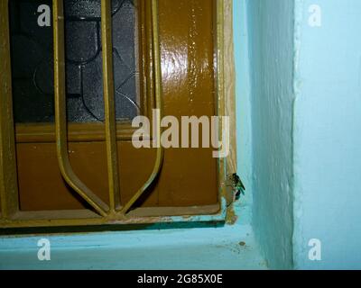 Fliegende Bieneninsekten, die aus Bodenmaterial an der Fensterecke ein eigenes Haus bauen. Stockfoto