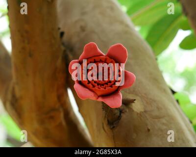 Handgemachte Ton Kunst Designer rosa Farbe Blume auf Holzbaum Zweig gehalten bei grünen natürlichen Weichzeichnung Hintergrund. Stockfoto