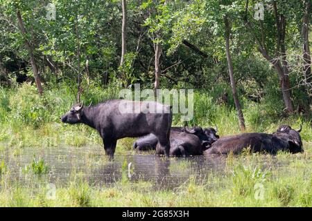 Wasserbüffel, Bubalus bubalis, werden zur Erhaltung von Feuchtgebieten in Berlin, Deutschland, verwendet Stockfoto