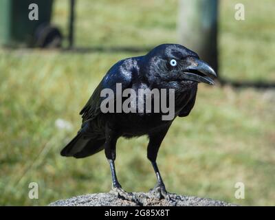 Vogel. Eine glänzend schwarze gefiederte Krähe oder ein australischer Rabe mit offenem Schnabel, der auf einem Pfosten kichert Stockfoto