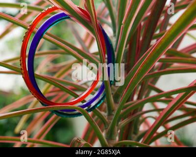 Lady Armreifen hängen auf Pflanzenblättern präsentiert auf Garten Hintergrund. Stockfoto