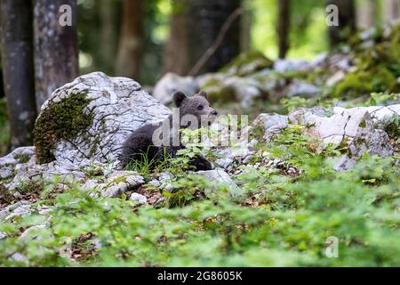 Junger Braunbär im Wald. Er ist allein, ein Waisenkind, seine Mutter ist einen Tag zuvor verstorben. Tier in der Natur Lebensraum. Stockfoto