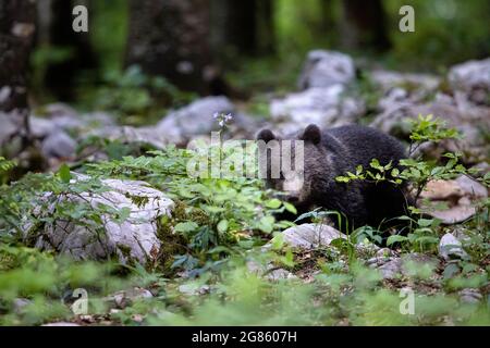 Junger Braunbär im Wald. Er ist allein, ein Waisenkind, seine Mutter ist einen Tag zuvor verstorben. Tier in der Natur Lebensraum. Stockfoto