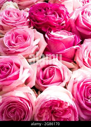 Gruppe von zehn rosa Rosen in Blüte Stockfoto