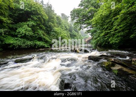 Brodelnder Bach mit großen Steinen, versteckt in einem grünen Wald Stockfoto