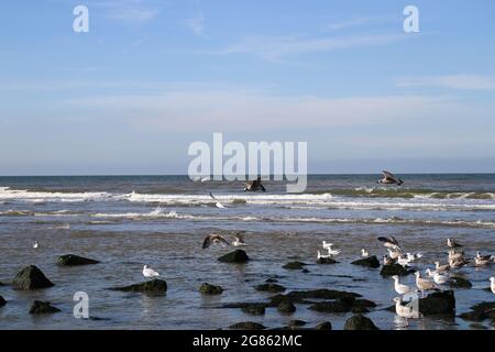 Möwen sitzen auf den Felsen am Strand. Meer mit Wellen. Stockfoto