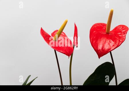 Paar rote Blumen in Herzform mit Blütenknospe. Stockfoto