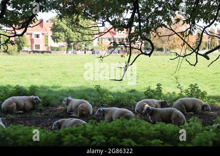 Herde von Schafen, die sich im Schatten entspannen. Schafe unter Baum. Stockfoto