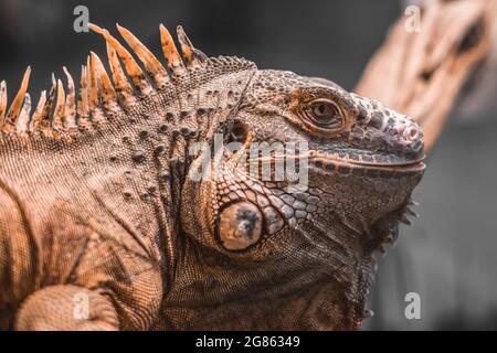 Nahaufnahme eines orangefarbenen männlichen Grünen Leguans (Leguan). Stockfoto