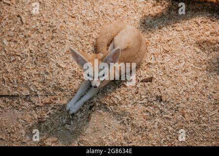 Fennec Fuchs (Vulpes zerda) Nahaufnahme, Draufsicht Stockfoto