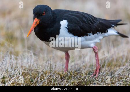 Nahaufnahme eines Austernfischer-Vogels (Haematopus ostralegus) auf der Wiese Stockfoto