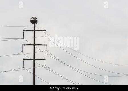 Vier Weißstörche (Ciconia ciconia) brüten auf Strompylon am wolkigen Himmel Stockfoto