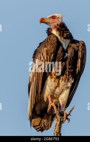 Nahaufnahme eines hochsitzenden Weißkopfgeiers Trigonoceps occipitalis gegen einen blauen Himmel Kruger National Park Südafrika Stockfoto