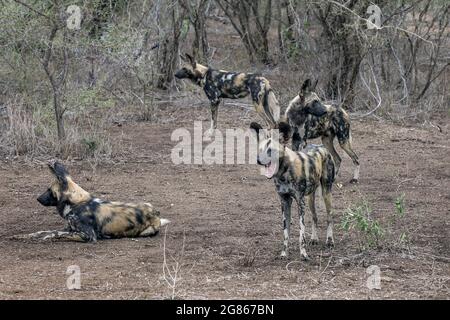 Der afrikanische Wildhund, Lycaon pictus, auch als bemalter Hund bekannt, weil das Tier die Färbung, die Flecken von schwarz, braun, weiß, re zeigt Stockfoto