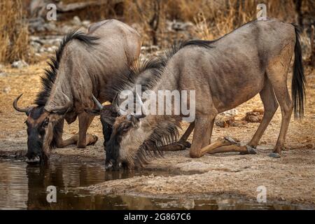 Eine kleine Gruppe Blauer Wildebeest Connochaetes taurinus an einem Wasserloch, das kniet, um zu trinken. Es ist ein großes bärtige Tier kann in großer Zahl gefunden werden Stockfoto