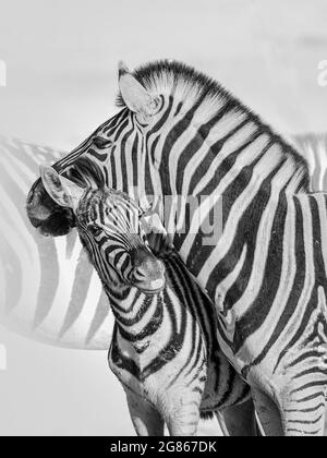 Das Burchells Zebra Equus burhelli ist ein Zebra mit Fohlen, das die Körper des anderen für eine Kopfstütze im Etosha Game Reserve nutzt und auch als die Ebenen bekannt ist Stockfoto
