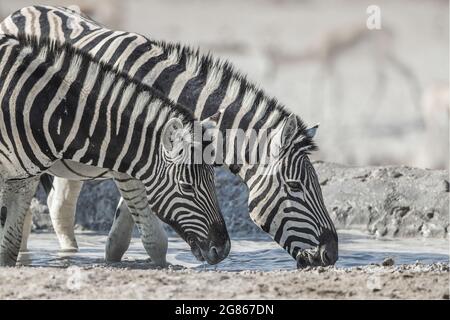 Die Burchells Zebra Equus burchellii wird auch die Ebenen zebra bekannt und ist streng auf dem Wasser abhängig und wird in der Regel in der Nähe zu bleiben Stockfoto