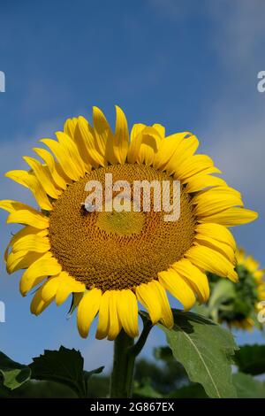 Hummel sammelt Pollen von einer Sonnenblume. Makroansicht. Stockfoto