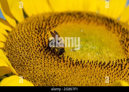 Hummel sammelt Pollen von einer Sonnenblume. Makroansicht. Stockfoto