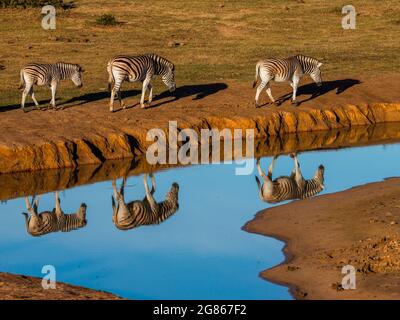 Drei Zebra Equus burchelii spazierengehen mit voller Reflexion neben Wasser Stockfoto
