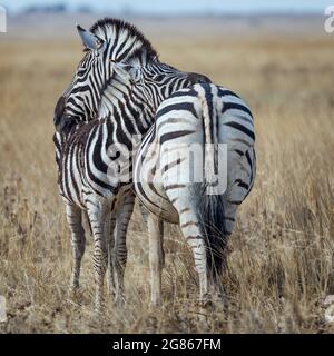 Das Burchells Zebra Equus burhelli ist ein Zebra mit Fohlen, das die Körper des anderen für eine Kopfstütze im Etosha Game Reserve nutzt und auch als die Ebenen bekannt ist Stockfoto