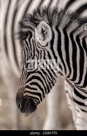 Ein Porträt von Burchells Zebra Equus burhelli, auch bekannt als das Unis-Zebra, hat das Aussehen eines gestreiften Ponys mit markanten schwarzen und weißen Streifen Stockfoto