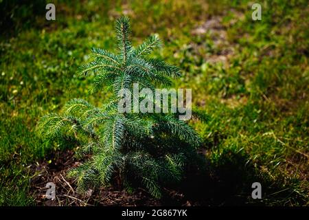 Es ist ein Baum aus junger Fichte im Wald auf dem Rasen. Natürlicher Lebensraum. Wiederbelebung der Bäume und Schutz der Ökologie. Hintergrund Stockfoto