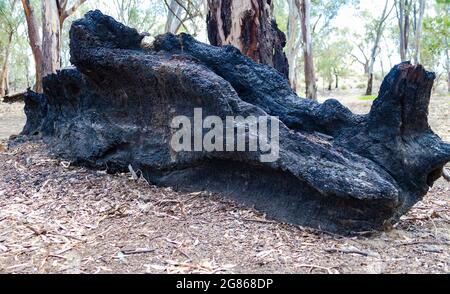 Verbrannter Baum, der verkohlten Baumstumpf hinterlässt, Murray River in Dareton, NSW, Australien Stockfoto