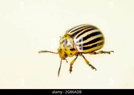 Kartoffelkäfer in Colorado, spearman mit zehn Streifen. Gestreifter Käfer isoliert auf Weiß. Makrofotografie an einem sonnigen Sommertag Stockfoto