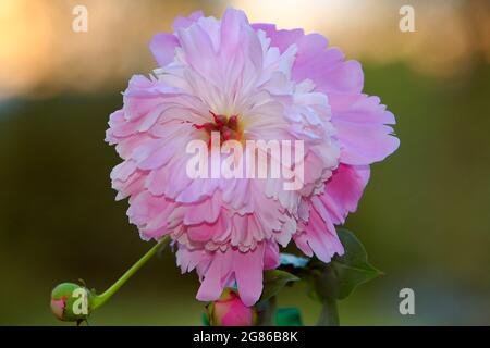 Schöne rosa Pfingstrose Blume in voller Blüte, grüner Garten Hintergrund, Abendlicht. Stockfoto