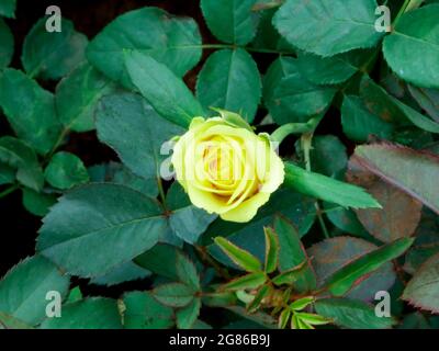 Gelbliche Rosenblüte auf natürlichem Gartenfeld geschossen, Naturschönheitsbild für den kommerziellen Gebrauch. Stockfoto