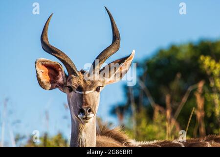 Porträt eines männlichen Großkudu-Bucks Tragelaphus strepsiceros, Ithala Game Reserve, KwaZulu-Natal, Südafrika Stockfoto