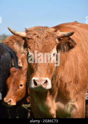 Große Herde Kühe mit einem braunen Stier, der davor steht. Stockfoto