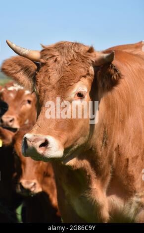 Schöner brauner Stier, der im Frühjahr mit Kühen steht. Stockfoto