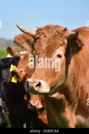 Schönes Profil eines braunen Stiers auf einer Weide mit Kühen. Stockfoto