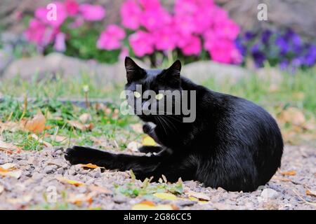 Schwarze Katze sitzt vor Gartenblumen Stockfoto