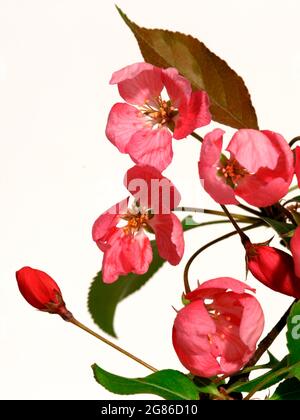 Rosa Apfelbaum blüht, Zweig auf weißem Hintergrund. Stockfoto