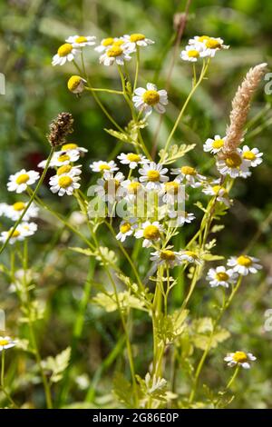 Blüten des Goldenen Fiebers (Tanacetum parthenium), die auf einer Sommerwiese im Juli UK wachsen Stockfoto