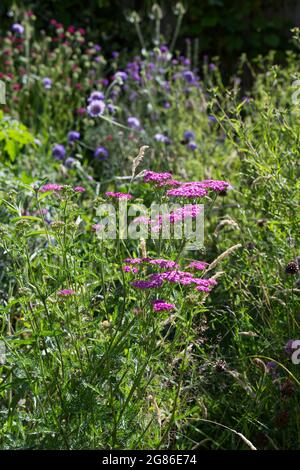 Rosa Schafgarbe (Achillea millefolium) auf einer Sommerwiese im Juli UK Stockfoto