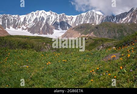 Herrliche Aussicht mit orangefarbenen Wildblumen des Trollius asiaticus auf einer grünen Wiese vor der Kulisse verschneiter Berge, Gletscher und blauer Himmel im Sommer. Stockfoto