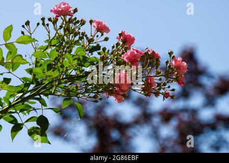 Die rosa Blüten der Fee gegen den blauen Sommerhimmel im Juli UK Stockfoto