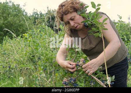 Eine kaukasische Frau erntet Heidelbeeren auf einem Bauernhof. Stockfoto