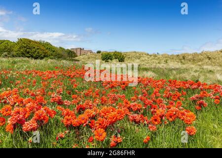 Ein Feld mit schönen großen Mohnblumen an der Küste von Northumberland, mit Bamburgh Castle in der Ferne. Stockfoto