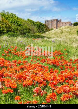 Ein Feld mit schönen großen Mohnblumen an der Küste von Northumberland, mit Bamburgh Castle in der Ferne. Stockfoto