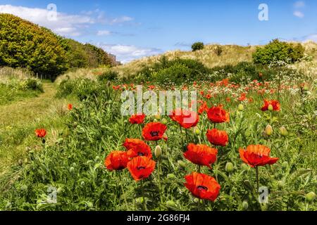 Ein Feld mit schönen großen Mohnblumen an der Küste von Northumberland, mit Bamburgh Castle in der Ferne. Stockfoto