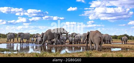 Elefanten am Wasserloch, Etosha National Park, Namibia, (Loxodonta Stockfoto