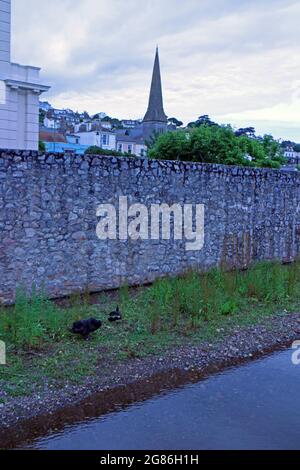 Schwarze Schwäne nisten in Dawlish, Devon Stockfoto